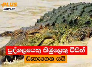 පුද්ගලයෙකු කිඹුලෙකු විසින් ඩැහැගෙන යයි