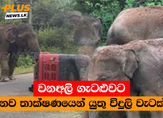වනඅලි ගැටළුවට නව තාක්ෂණයෙන් යුතු විදුලි වැටක්