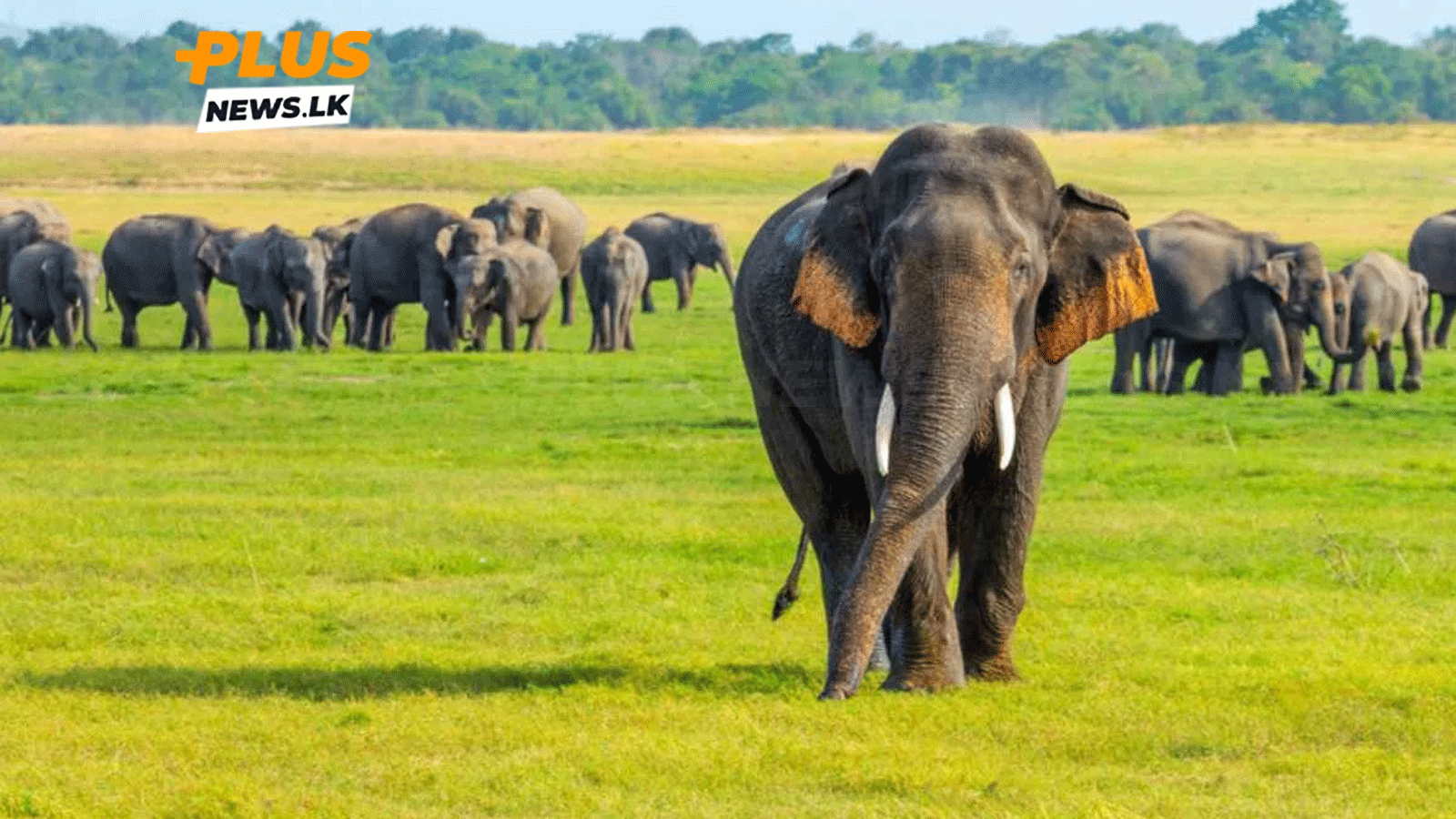 වනඅලින්ට ප්රතිකාර කරන්න රෝහලක් සහ ජංගම වෛද්ය ඒකකයක් වනඅලි